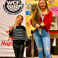 British shorthair pedigree wcf