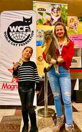 British shorthair pedigree wcf