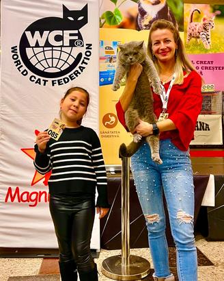 British shorthair pedigree wcf