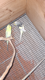 Cocorite e inseparabili