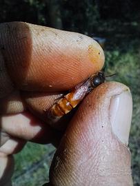 Api Regine - Stagione 2026