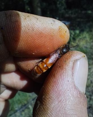 Api Regine - Stagione 2026