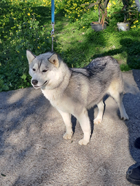 Siberian Husky