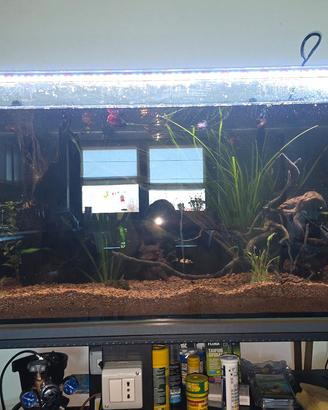 vasca acquario