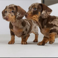 Bassotta Choco tan femmina