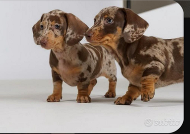 Bassotta Choco tan femmina