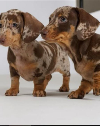 Bassotta Choco tan femmina