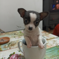 Chihuahua