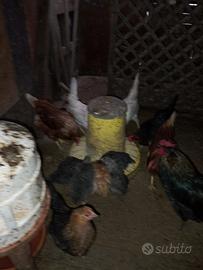 Galli galline e pulcini