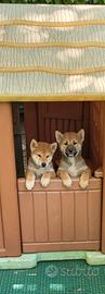 Shiba inu sesamo &fulvo