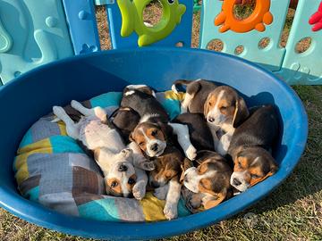 Cuccioli Beagle tricolore con pedigree ENCI