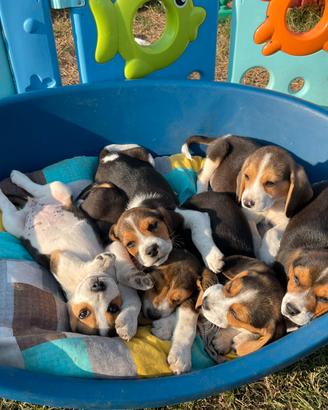 Cuccioli Beagle tricolore con pedigree ENCI