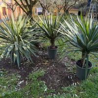Yucca pianta