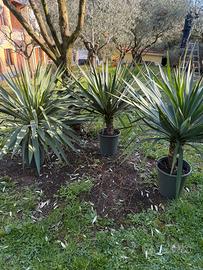 Yucca pianta
