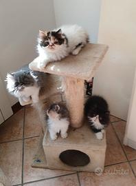 Cuccioli persiani