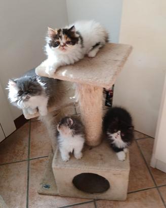 Cuccioli persiani