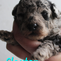 Barboncino nano Blue merle