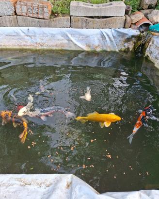 Carpe koi 40 cm