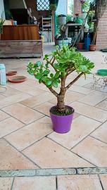 Crassula ovata - pianta "succulenta" 