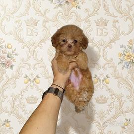 Maltipoo coreano mini Toy maschietto red
