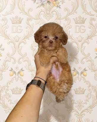 Maltipoo coreano mini Toy maschietto red