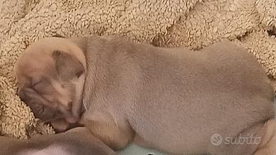 Bulldog francesi
