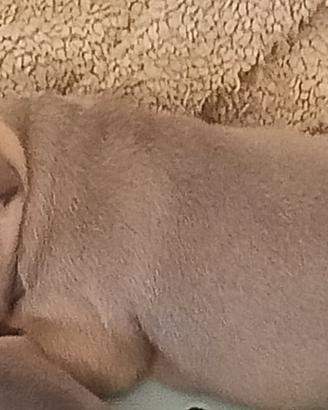 Bulldog francesi