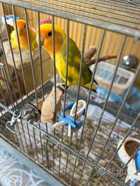 Inseparabili