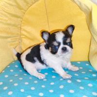 Cucciolo di chihuahua taglia piccola