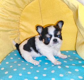 Cucciolo di chihuahua taglia piccola