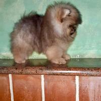 Spitz Pomerania super bello solo pelo