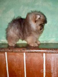 Spitz Pomerania super bello solo pelo