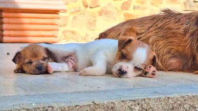 Cagnolini