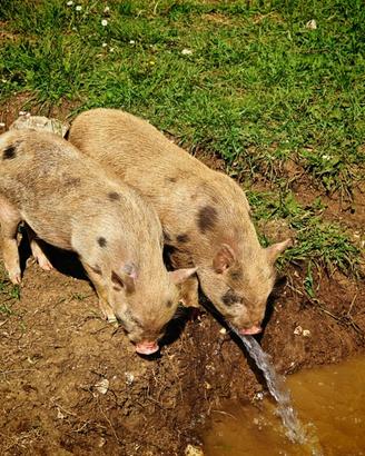 3 maialini maschi di 2 mesi