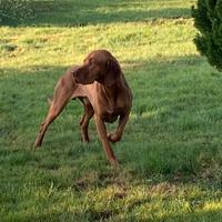 Bracco ungherese disponibile per monta