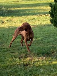 Bracco ungherese disponibile per monta