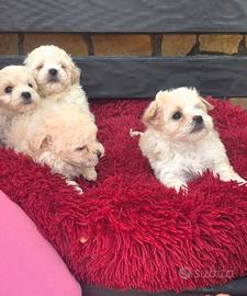 Maltipoo toy