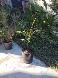 Palma triangolo - dypsis decary. 