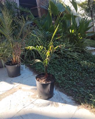 Palma triangolo - dypsis decary. 