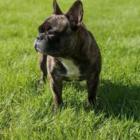 Bulldog francese, femmina con pedigree