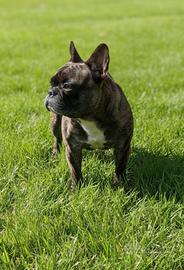 Bulldog francese, femmina con pedigree