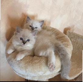 Cuccioli ragdoll genitori con pedigree