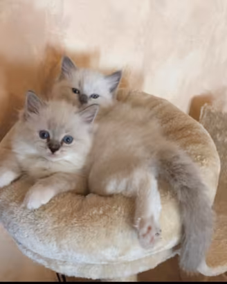 Cuccioli ragdoll genitori con pedigree