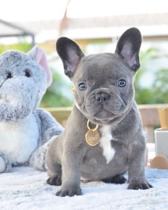 FRENCH BOULEDOGUE- BULLDOG FRANCESE blu cuccioli