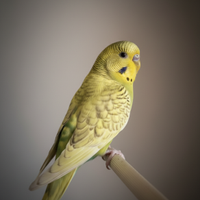 Coccorite, pappagalini