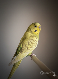 Coccorite, pappagalini