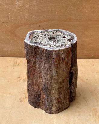 Tronco fossile palma