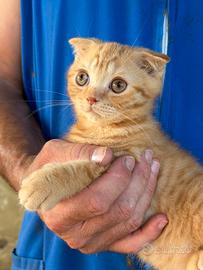 Cuccioli di scottish fold