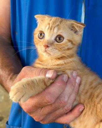 Cuccioli di scottish fold