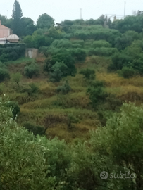 Messina capo d'Orlando. Terreno e oliveto 1000m2